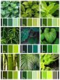 一组绿色植物配色
