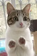 瓜皮猫表情包下载-瓜皮猫表情包下载免费下载-找素材网