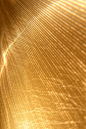 Golden lines