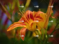 百合 花 植物 橙色百合 花瓣 美丽的花朵 盛开 植物群 花壁纸