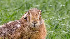 野兔场 自由背景 Mac壁纸 Windows壁纸 桌面背景 野兔