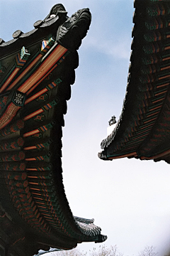 SakuraGong采集到「Life」此景 此路 此树。