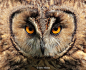 Photograph Eagle Owl by Steve Mackay on 500px