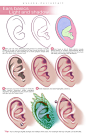 How To Draw Ears by wysoka