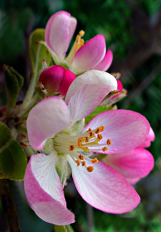 Apple blossoms