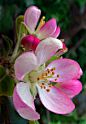 Apple blossoms