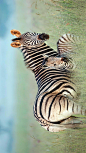 Rietvlei自然保护区内的布氏斑马母子，南非 (© Richard Du Toit/Minden Pictures)

2020-05-10

 4088