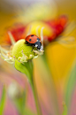 Photograph Flower lady by Mandy Disher on 500px