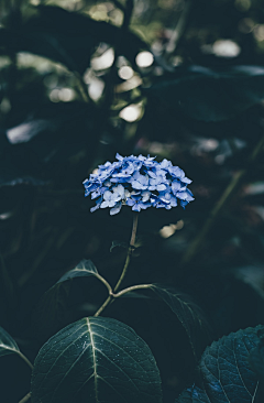 彼岸·三生来世采集到花梦