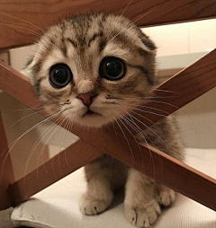 淡淡空烟火采集到爱呀爱呀猫猫咪