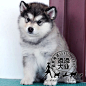 纯种阿拉斯加雪橇犬幼犬出售巨型阿拉斯加犬骨架大毛量足可视频B5