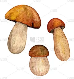 水彩牛肝菌集孤立的白色背景。可食用的蘑菇对象。秋天是采蘑菇的季节