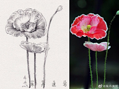 菜菜菜菜菜菜菜菜菜菜菜菜采集到手绘