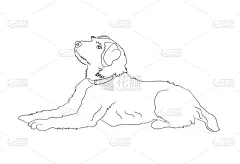 狗,撒谎者,成一排,可爱的,纯种犬,直的,肖像,自然美,动物,复古