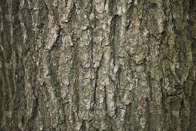 Quercus栎树
