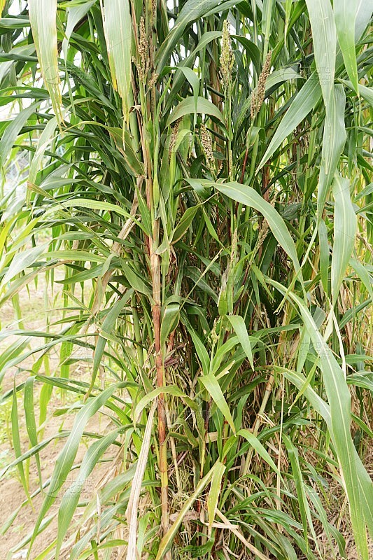 Graines De Sorgho Commun (Sorghum Bicolor) - 250 Graines, Engrais Vert, Résistant à La Sécheresse