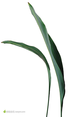 乐了Q采集到植物