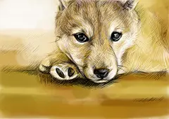 黑眼圈Melon  的插画 柴犬