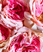 VX_RE_PINK_PAPER_ROSES_20180302_DP_Test_053