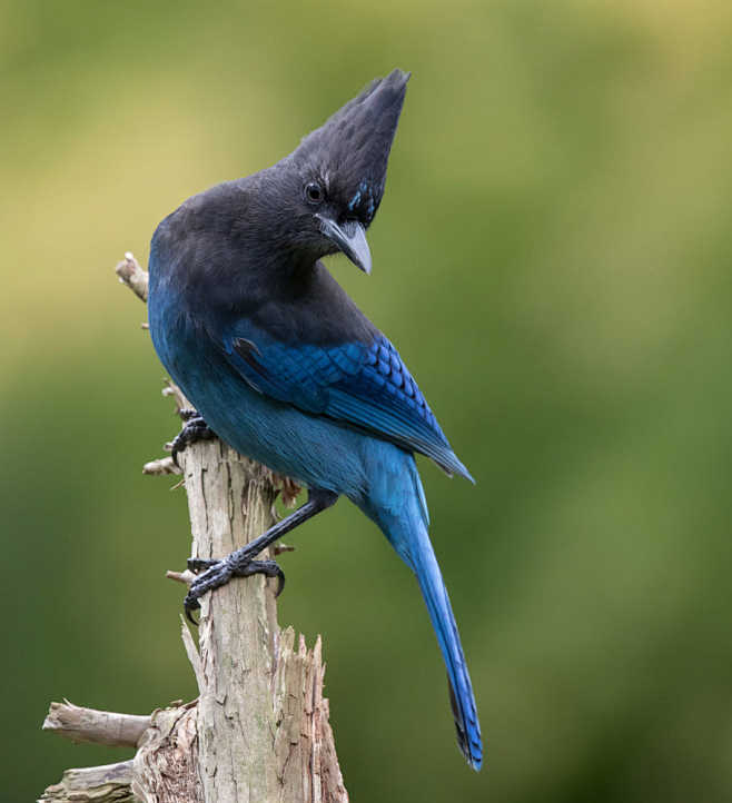 暗冠蓝鸦 cyanocitta stelleri 雀形目 鸦科 冠蓝