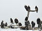 2015.01.07 “秃鹰（也称白头鹰， bald eagle）是一个实打实的机会主义者。它们吃食腐肉，即使肉质又老又臭它们也无所谓。”摄影师Klaus Nigge说道。这张照片拍摄于阿拉斯加的阿留申群岛，刊登于2015年1月期的美国《国家地理》杂志。照片里的秃鹰们正饥肠辘辘地等着一个妇女喂食它们。这位女性的家就在附近，她给秃鹰喂食一些动物的残骨或是鱼渣。