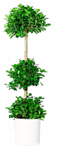 金钱榕2