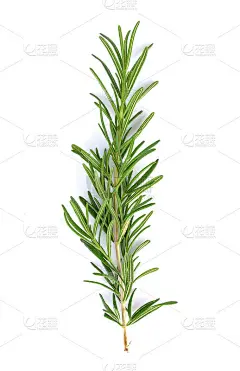 白色背景上的迷迭香