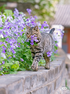 芊92采集到花