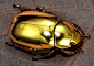 ashbet:

Today’s magnificent creature: the Golden Jewel Beetle :)
