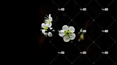 梅花 白色的花 李子树花 花壁纸 花卉背景 美丽的花朵 花朵 自然