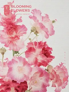 繁花｜蜀葵 - 小红书