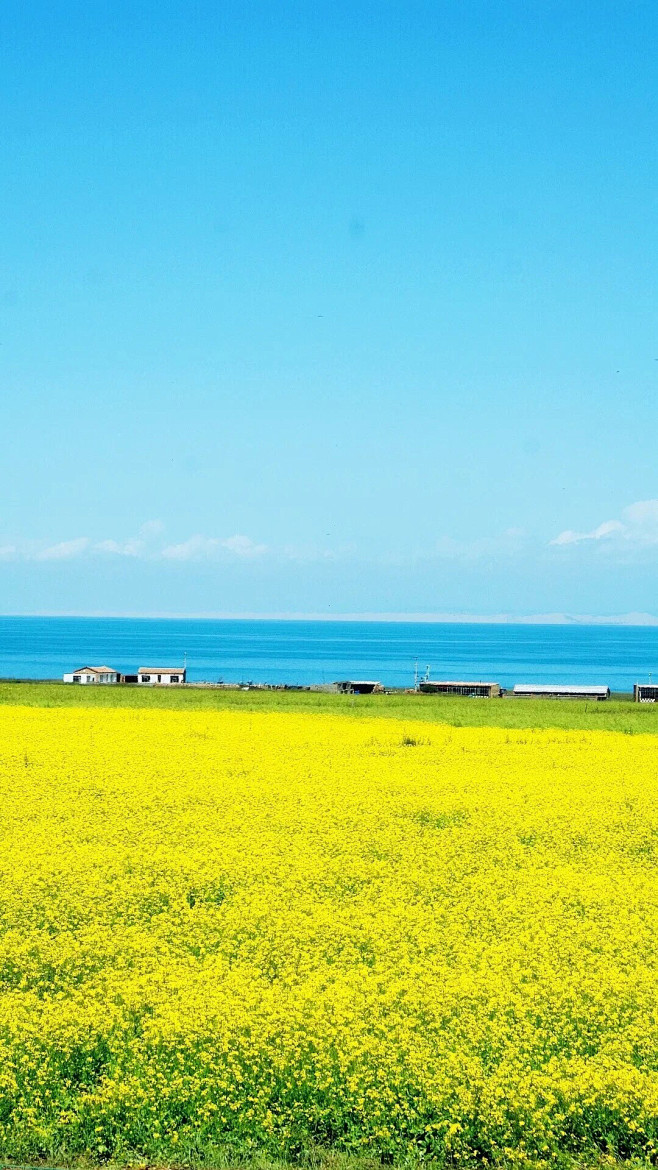 春天里的油菜花