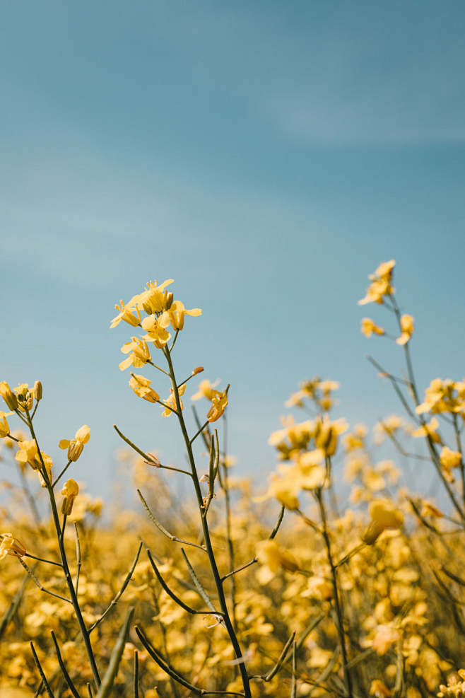 黄花伸向蓝天照片
