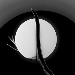 你好大海·品牌设计采集到《树上明月》概念产品设计