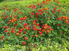 造园小花匠采集到A-落叶花灌木