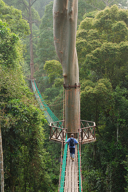 马来西亚婆罗洲热带雨林的树冠走道
