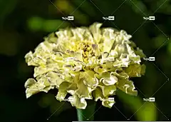 花 万寿菊 黄色 绿色 树叶 开花 花壁纸 盛开 绽放