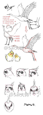 #绘画学习# 【设计绘制鸟类】关于鸟的翅膀，面部，等详细的设计绘制画法！非常实用，转给需要的小伙伴们吧~
