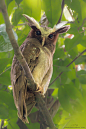 Crested Owl | Like mythical creatures out of a storybook, ev… | Flickr