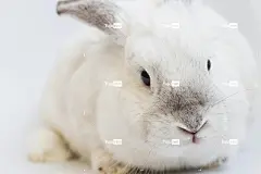 白兔子