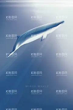 海豚  - 源文件下载【酷图网】水族馆海报,海豚,大海,浪花,海豚跳舞,海,海浪,海豚之乡,中华白海豚,白海豚,海洋馆,大海海豚,海洋海豚,海豚才艺,海豚跳跃,海洋世界微信,小海豚,海洋馆海豚,水族馆海豚,保护海豚,海豚表演,