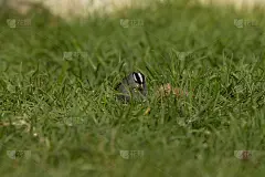 白冠麻雀
