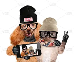 猫,狗,自拍,幽默,水平画幅,电话机,符号,伴侣,友谊