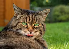 点击来源直接获取大图文件 |躺在草地上伸出舌头的虎斑猫