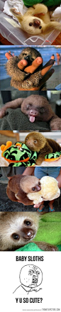 Baby sloths - Me love you so much.