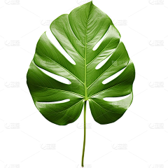 是七曜吖采集到花草素材(PNG)
