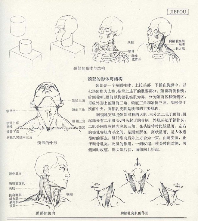 人体造型基础——人体局部解剖