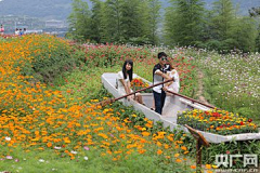 一缕半夏微光一抹茶色阳光采集到丘陵花海