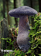 紫绒丝膜菌 (Cortinarius violaceus) / 菌类