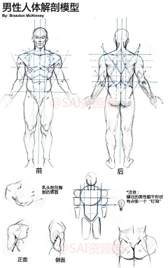 censor-MgQMhvYi采集到身体+结构教程